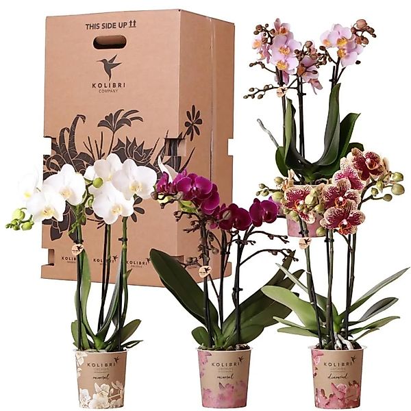 Exotenherz Zimmerpflanze Orchideen-Box Mix Pflanzen mit 4 verschiedenen Orc günstig online kaufen
