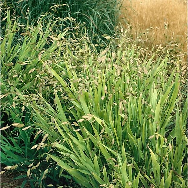Chasmanthium Latifolium Plattährengras Ca. 11x11 cm Topf günstig online kaufen