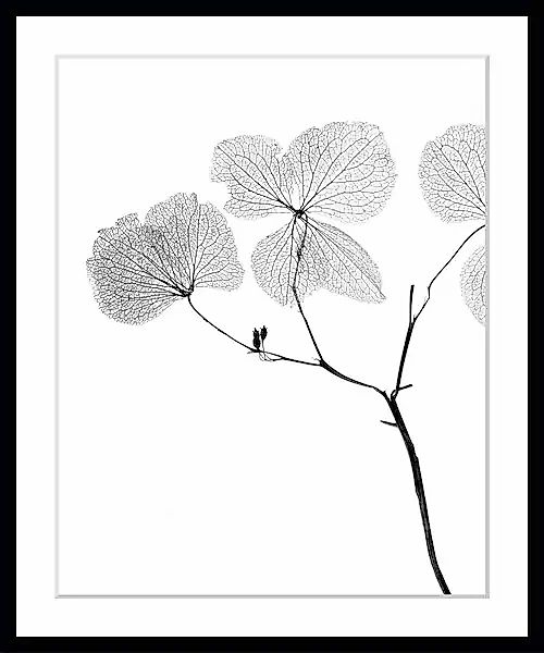 queence Bild »Kaja«, Blumen, Blumen, gerahmt günstig online kaufen