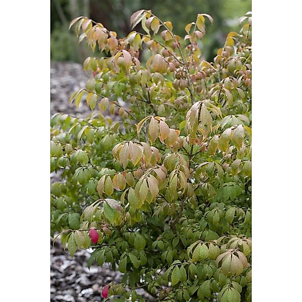 Euonymus Alatus Compactus Flügel-Spindelstrauch 100–125 cm günstig online kaufen