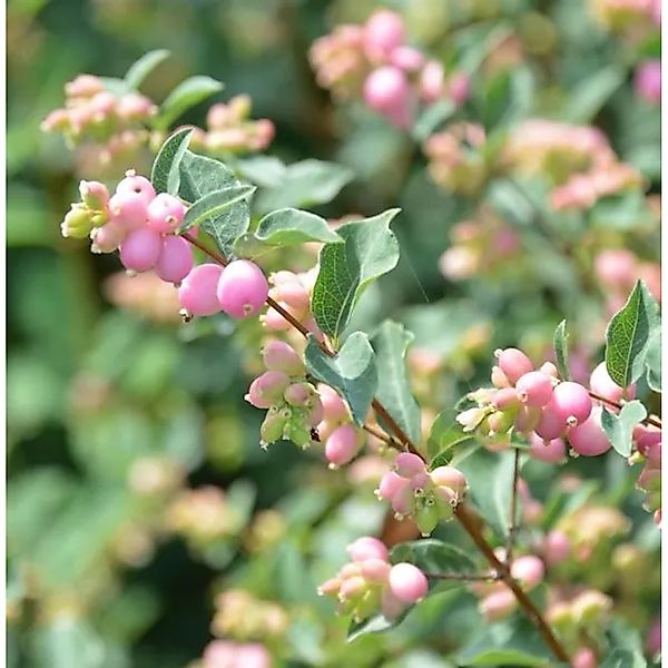 Amethystbeere Magical Sweet 30-40cm - Symphoricarpos doorenbosii günstig online kaufen