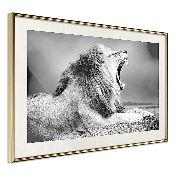 Poster - Yawning Lion günstig online kaufen