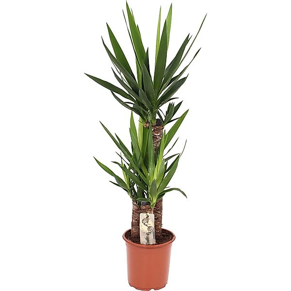 GROW by OBI Palmlilie Höhe ca. 95-120 cm Topf Ø ca. 21 cm Yucca Elephantipe günstig online kaufen