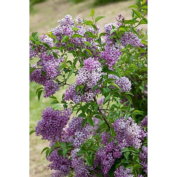 Syringa Chinensis Saugeana Chinesischer Flieder Purpurrot 200–250 cm günstig online kaufen