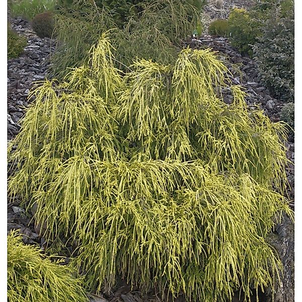 Gelbe Fadenzypresse 40-50cm - Chamaecyparis pisifera günstig online kaufen