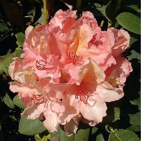 Großblumige Rhododendron Brasilia 30-40cm - Alpenrose günstig online kaufen