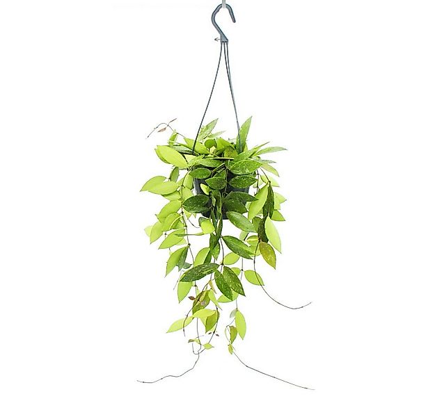 Exotenherz Zimmerpflanze Zimmerpflanze zum Hängen Hoya gracilis Porzellanbl günstig online kaufen
