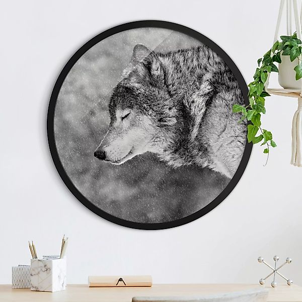 Rundes Gerahmtes Bild Winter Wolf günstig online kaufen