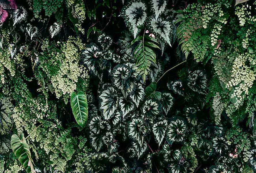 living walls Fototapete »Walls by Patel Deep Green« glatt Vlies, Wand günstig online kaufen