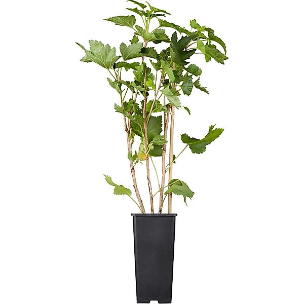 GROW by OBI Bio Johannisbeere Weiße Versailler Weiß Topf ca.2, Ribes günstig online kaufen