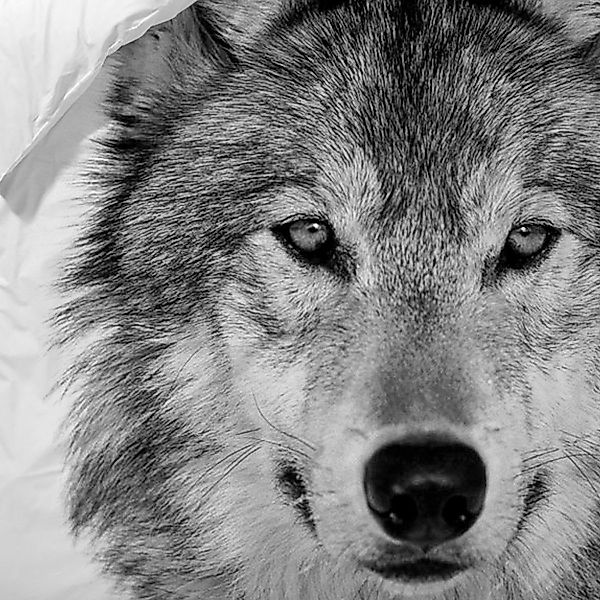 TRAUMSCHLAF Bettwäsche Wolf, Renforce, 2 teilig, günstig online kaufen