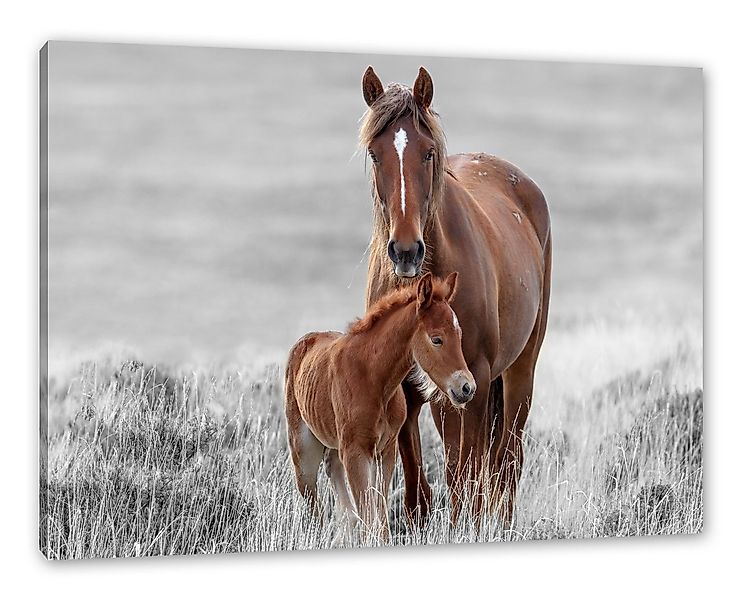 Pixxprint Leinwandbild Pferdemutter mit Fohlen auf Wiese B&W Detail, Pferde günstig online kaufen