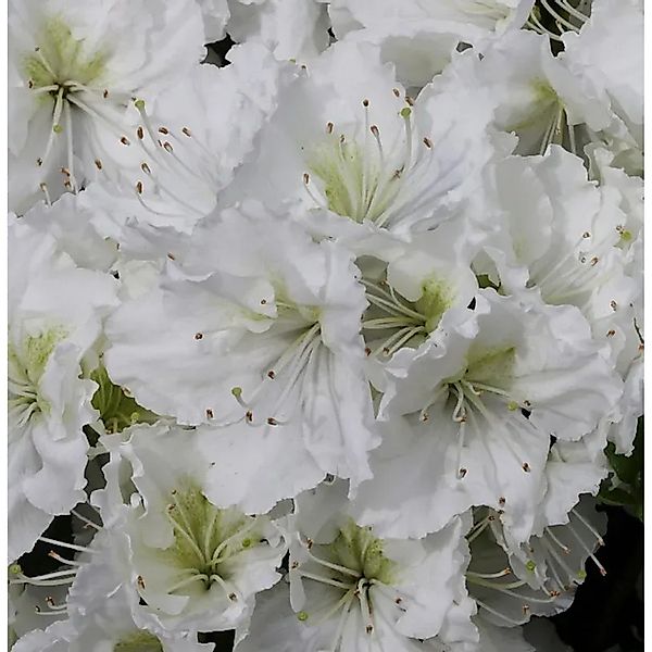 Japanische Azalee Patricia Barmold 25-30cm - Rhododendron,uteum - Zwerg Alp günstig online kaufen