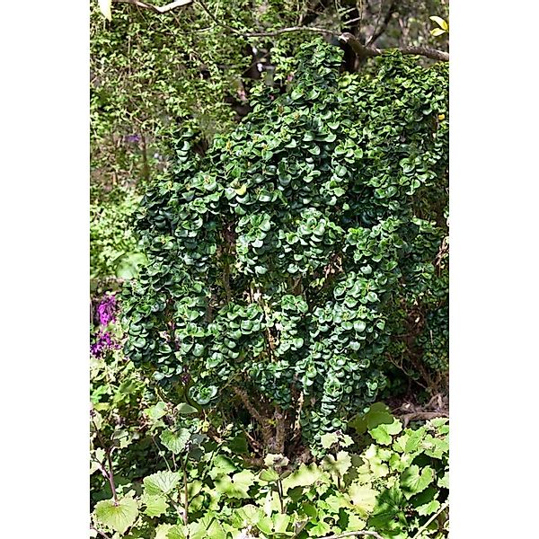 Ligustrum japonicum 'Rotundifolium' 80-90 cm günstig online kaufen