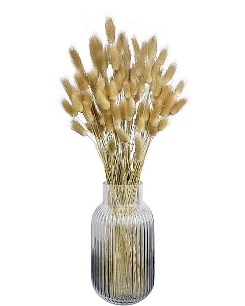 Trockenblume Getrocknetes Hasenschwanzgras, Trockenblumen, Lagurus Pampasgr günstig online kaufen