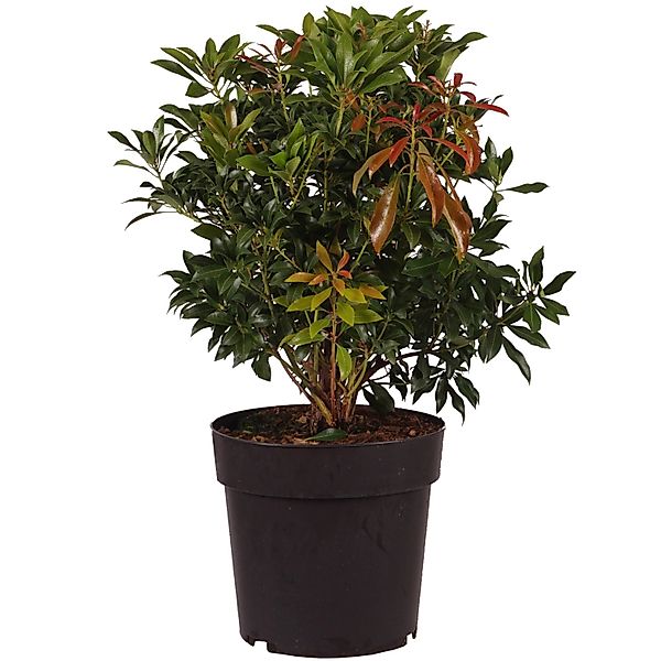 Lavendelheide Passion Höhe ca. 40-50 cm Topf ca. 6 l Pieris japonica günstig online kaufen