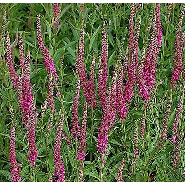 Polsterveronika Rotfuchs - Veronica spicata günstig online kaufen