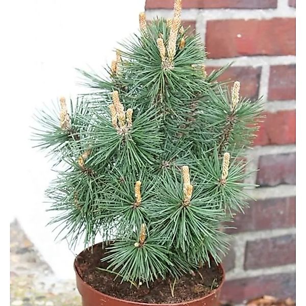 Kegel Bergkiefer Columbo 30-40cm - Pinus mugo günstig online kaufen