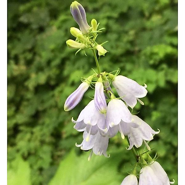 Schellenblume - Adenophora liliifolia günstig online kaufen