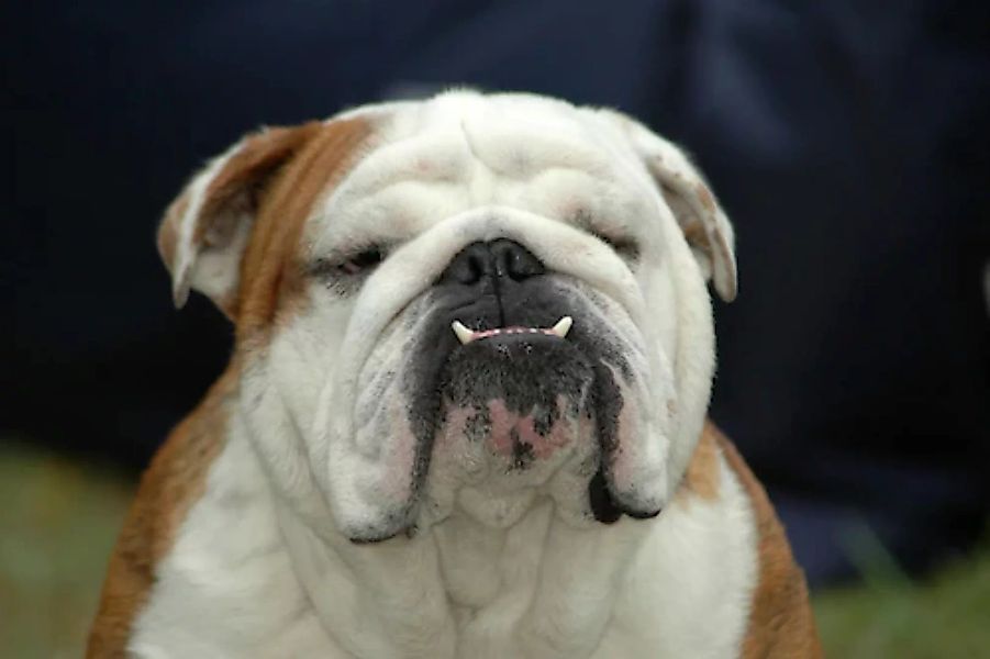 Papermoon Fototapete »Englisches Bulldoggenporträt« günstig online kaufen