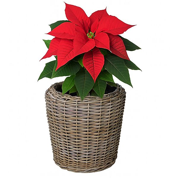 Van der Leeden Blumentopf Blumenkorb Pflanzkorb günstig online kaufen