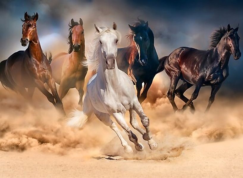 Papermoon Fototapete »Horse Herd in Gallop« günstig online kaufen