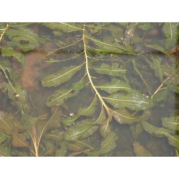 Potamogeton Lucens Glänzendes Laichkraut Ca. 9x9 cm Topf günstig online kaufen