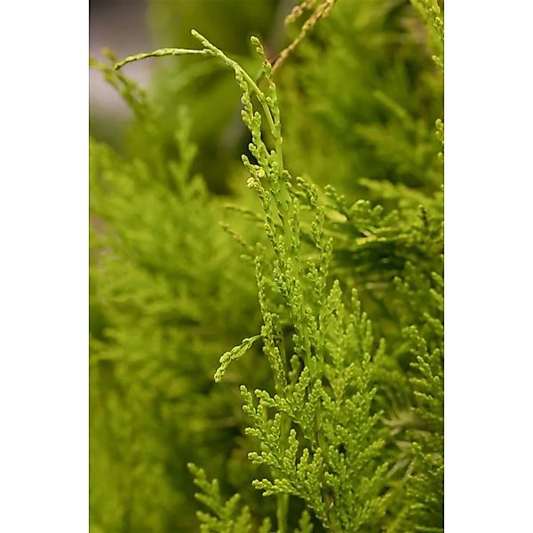 Chamaecyparis,awsoniana 'Golden Wonder' 50-60 cm günstig online kaufen