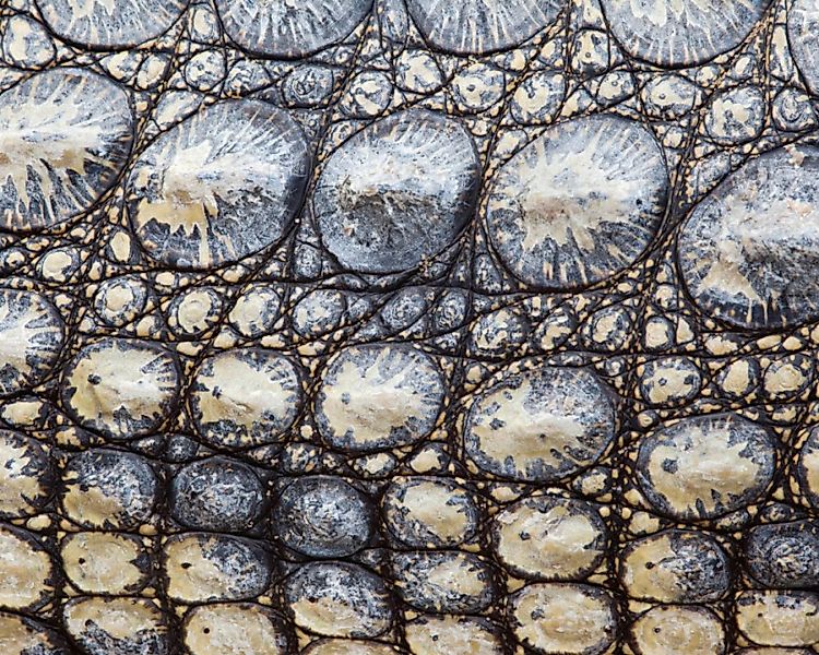 Fototapete "Krokodilhaut" 4,00x2,50 m / Glattvlies Brillant günstig online kaufen