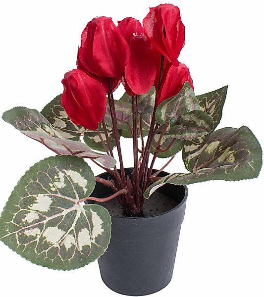 Botanic-Haus Kunstblume "Alpenveilchen" günstig online kaufen