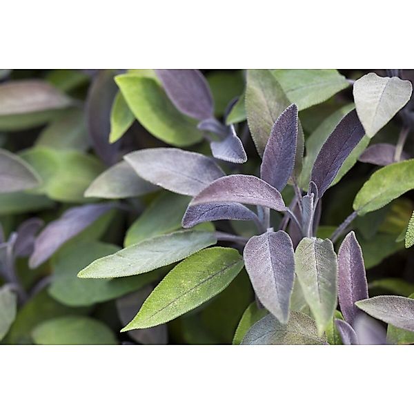 Salvia Officinalis Berggarten Echter Salbei Ca. 9x9 cm Topf günstig online kaufen