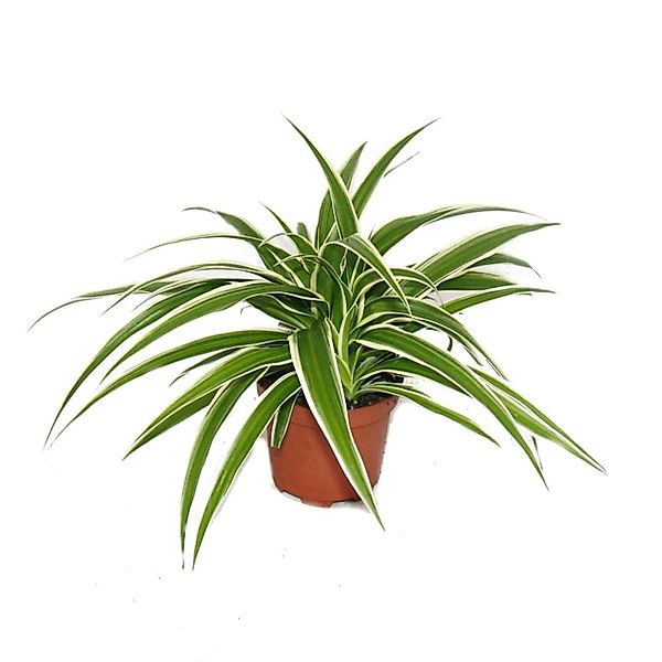 Exotenherz Zimmerpflanze 3er Set Chlorophytum Grünlilie 9cm Topf günstig online kaufen