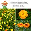 HappySeed Blumensamen Ringelblumen Samen - Calendula günstig online kaufen