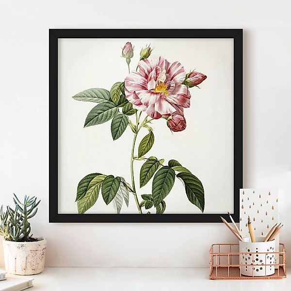 Bild mit Rahmen Blumen - Quadrat Pierre Joseph Redouté - Rosa Gallica-Rose günstig online kaufen