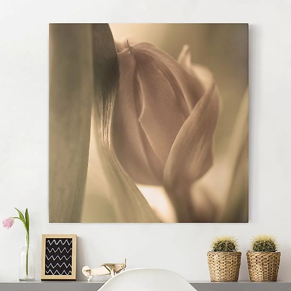 Leinwandbild Blumen - Quadrat Zarte Tulpen günstig online kaufen