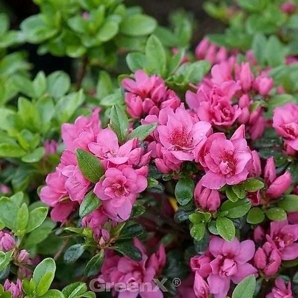 Kriechende Immergrüne Zwerg Azalee Mariko 20-25cm - Rhododendron nakaharai günstig online kaufen