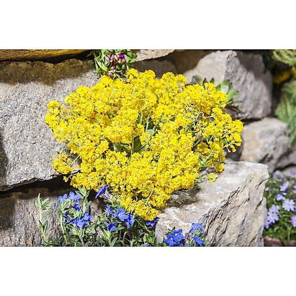 Alyssum Montanum Berggold Steinkraut Goldgelb Ca. 9x9 cm Topf günstig online kaufen