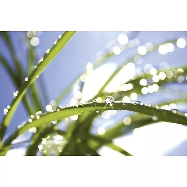 Fototapete GRASS  | MS-5-0154 | Grün | Digitaldruck auf Vliesträger günstig online kaufen