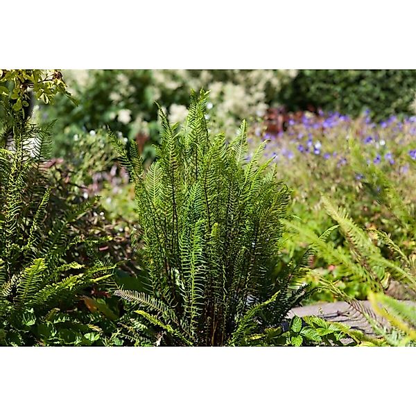 Blechnum Spicant Rippenfarn Ca. 9x9 cm Topf günstig online kaufen