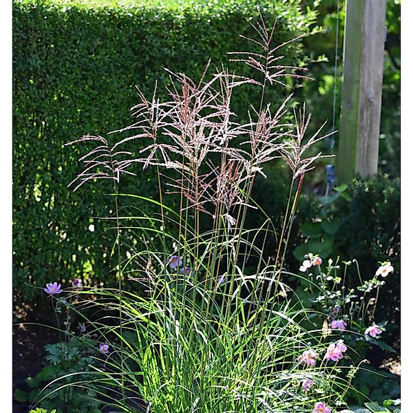 Chinaschilf Ibiza - XXXL Topf - Miscanthus sinensis günstig online kaufen