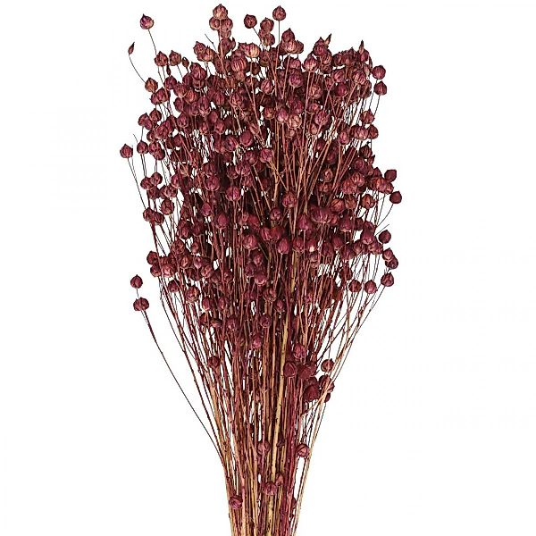 Trockenblume Trockengras Flachs Altrosa Boho-Deko 50-55cm günstig online kaufen