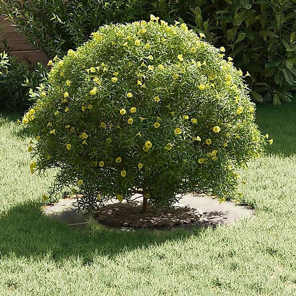 vidaXL Blumentopf Flache Baumringe 5 pcs günstig online kaufen