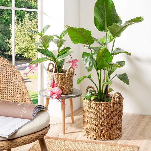 Scheurich Blumentopf nut 33/516 günstig online kaufen