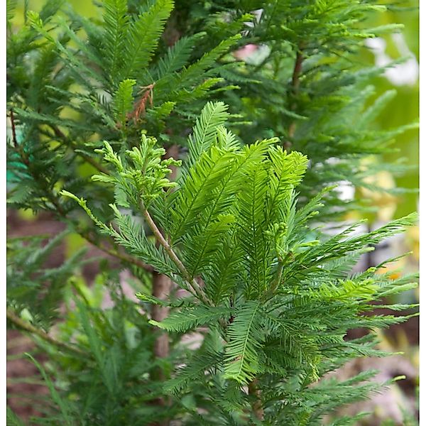 Hochstamm Zwerg Sumpfzypresse 80-100cm - Taxodium distichum günstig online kaufen