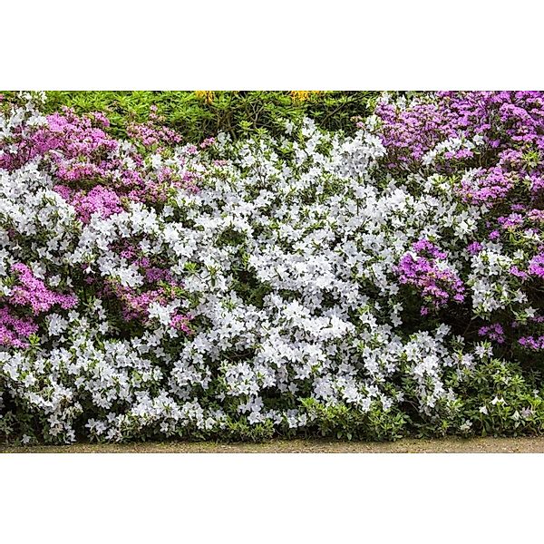 Rhododendron Mucronatum Weiß 20–25 cm günstig online kaufen
