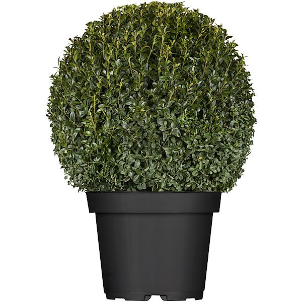 Buchsbaum Kugel Höhe 25 - 30 cm Topf ca. 5 l Buxus sempervirens günstig online kaufen