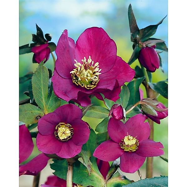 Helleborus X Or.Lady-S.Red Lady Ca. 11x11 cm Topf günstig online kaufen