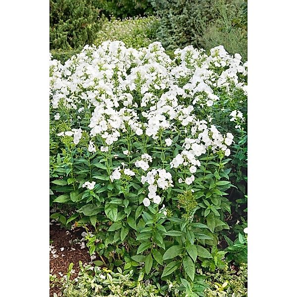 Phlox Paniculata Danielle Flammenblume Ca. 11x11 cm Topf günstig online kaufen