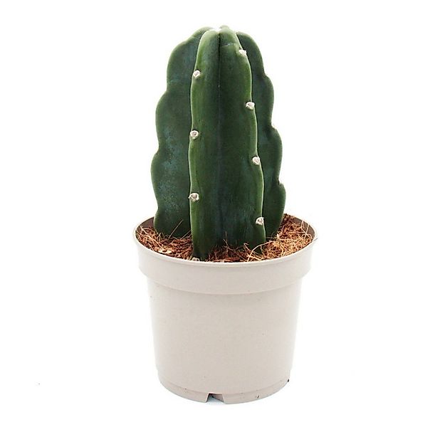 Exotenherz Kaktus Cuddly Kaktus Der Kaktus zum Kuscheln ohne Stacheln Neuhe günstig online kaufen