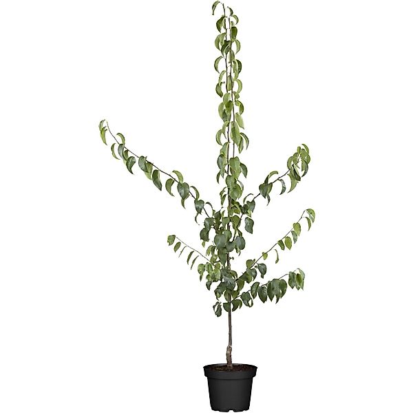 GROW by OBI Bio Nashi-Birne Kumoi Braun Höhe ca. 120-140 cm Topf ca. 7, günstig online kaufen